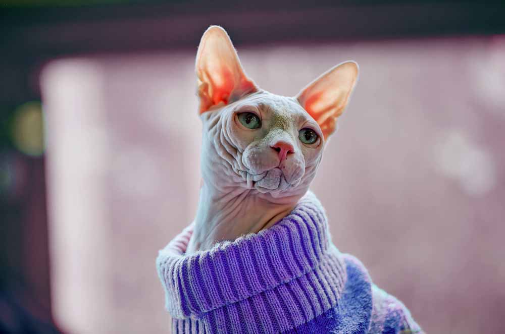 Sphynx Cat Clothes Archives • Sphynx Cat Wear